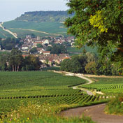Wine and Voyages - Vineyard tours